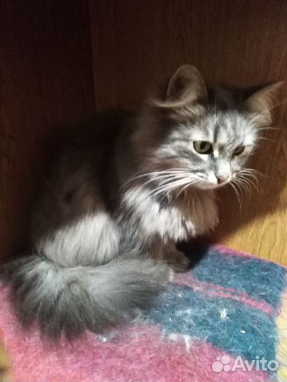 Отдам бесплатно