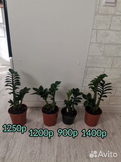 Замиокулькасы Равен,Зензи, Замиелистный