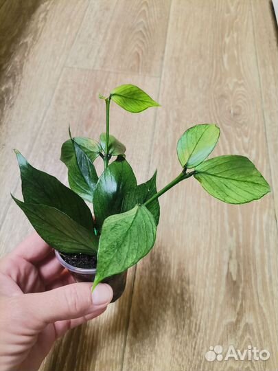 Комнатные цветы, хойя