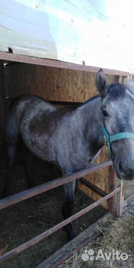 Продам лошадь