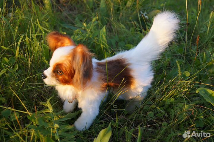 Щенок Папильон (игрушка интерьерная реалистичная)