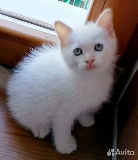 Котенок 1,5 месяца