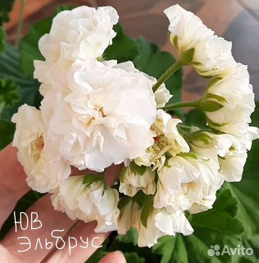 Пеларгонии сортовые