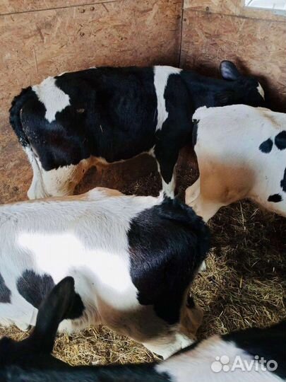 Бычки и быки