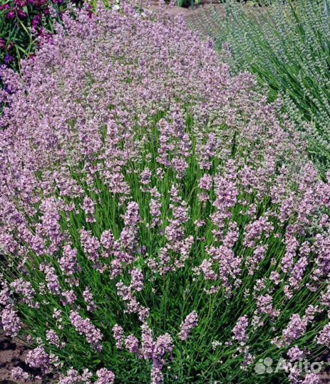 Лаванда Rosea
