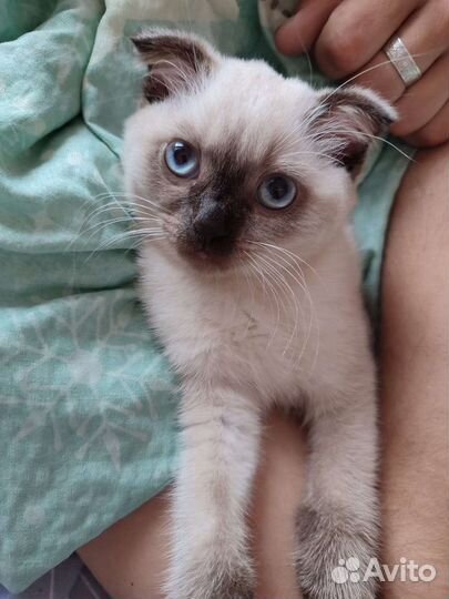 Продаются котята шоколадный поинт и блю поинт