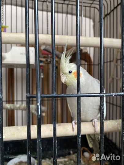 Попугай корелла с клеткой