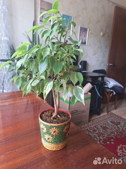 Фикус бенджамина