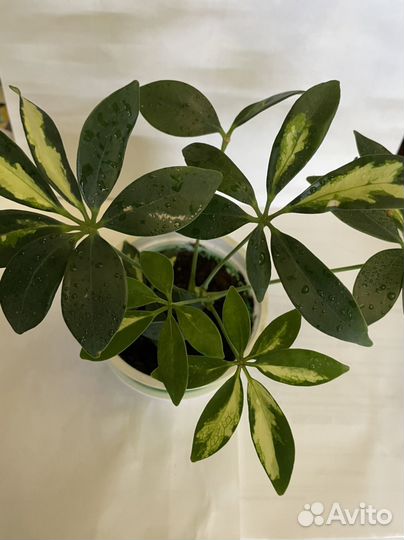 Шефлера, драцена суркулоза