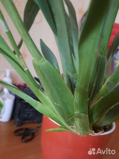 Орхидея камбрия