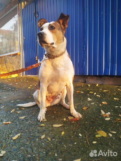 Марта ищет дом