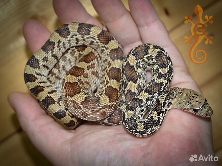 Питуофисы (Pituophis). Подходит новичкам