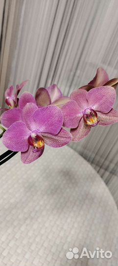 Орхидея фаленопсис