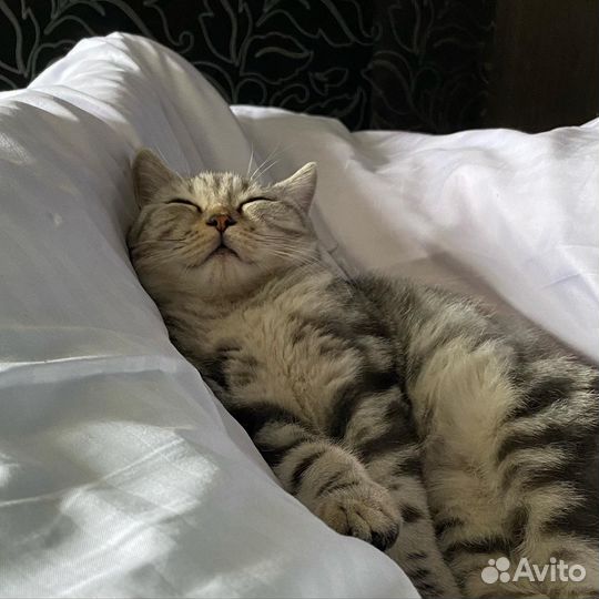 Шотландский кот вязка