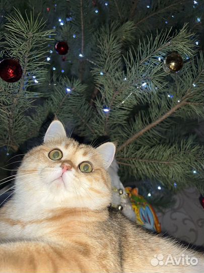 Британский кот для вязки