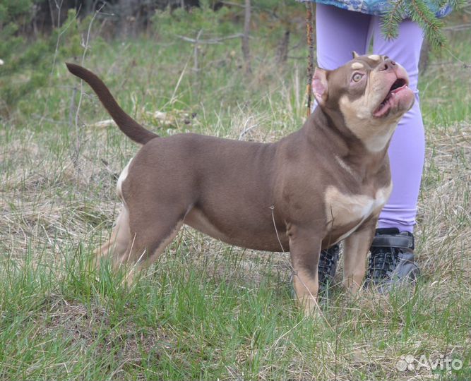 Булли девочка