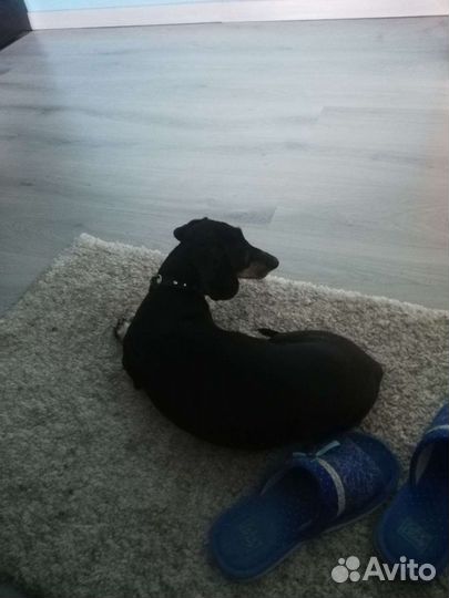 Домашняя передержка