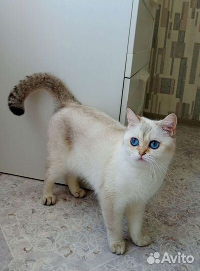 Кошка молодая, шотландская