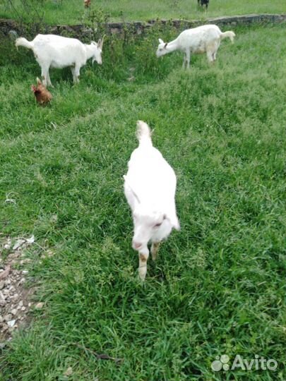 Зааненские козы дойные