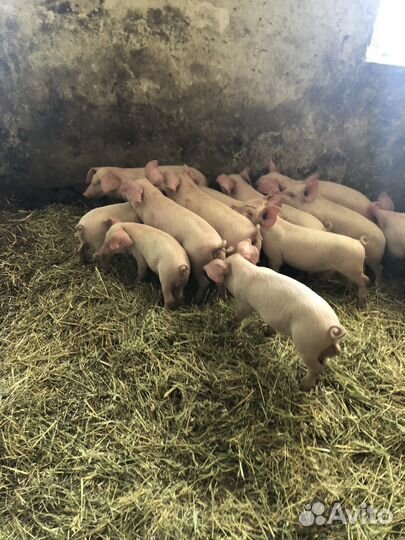 Поросята ландрас