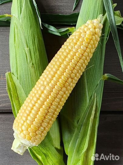 Семена Кукурузы 