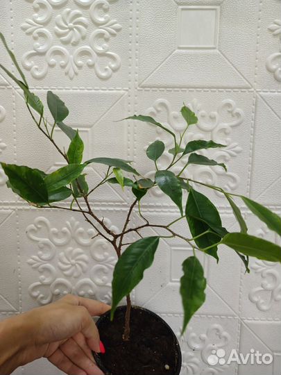 Фикус бенджамина анастасия