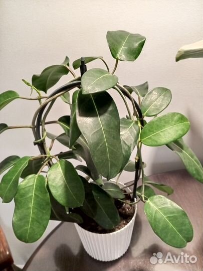 Стефанотис