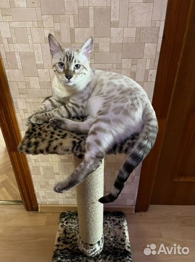 Вязка с бенгальским котом