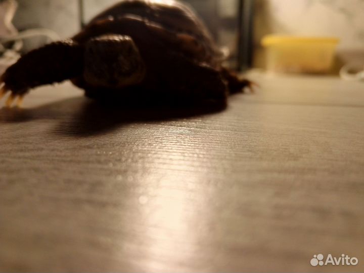 Черепаха сухопутная