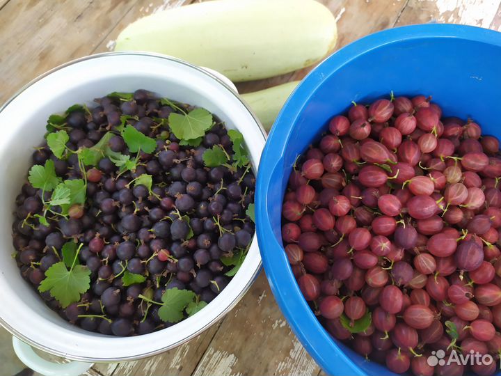 Смородина Вишня Крыжовник Абрикос Малина