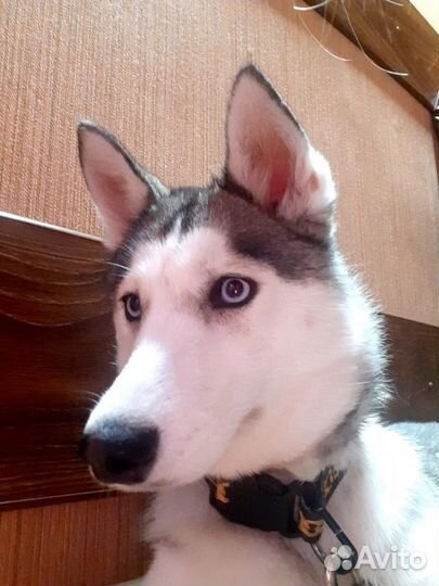 Сибирский хаски