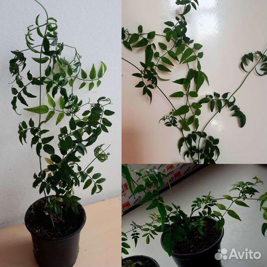 Традесканции Клеродендрум Эсхинантус. Ампельные