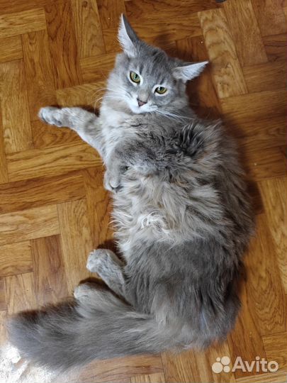 Сибирская кошка
