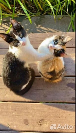 Котята в добрые руки