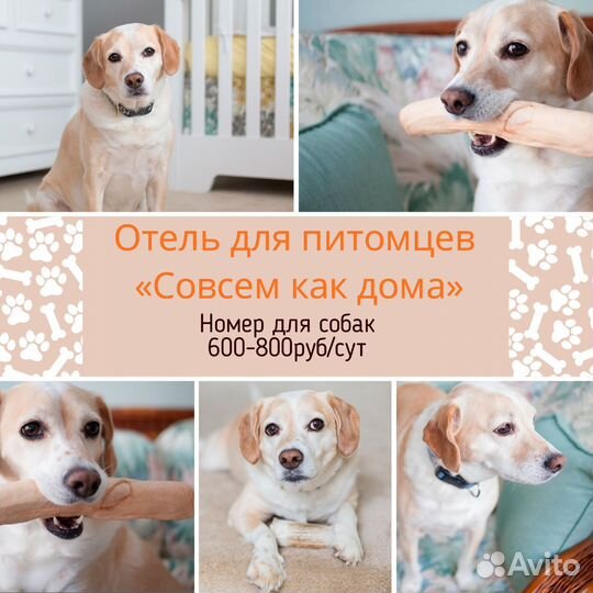 Передержка собак зоогостиница