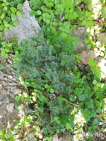 Можевельник казацкий кустик