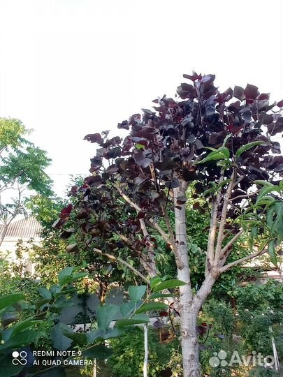 Тополь дельтовидный красный(Purple Tower)