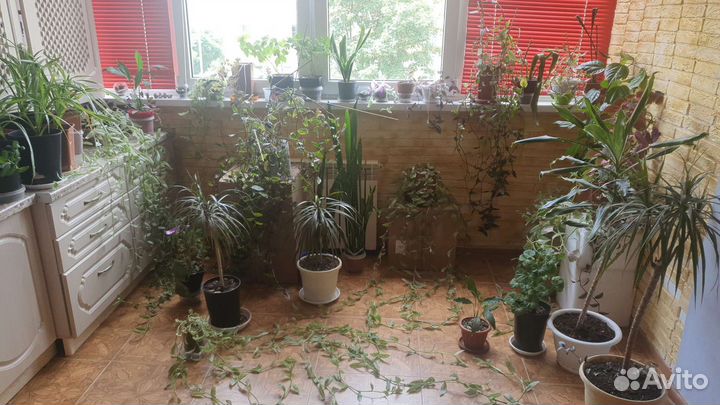 Комнатные растения