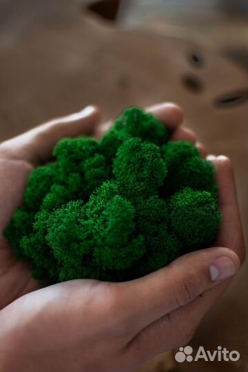 Мох стабилизированный оптом и в розницу