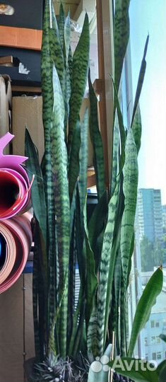 Комнатные растения цветы