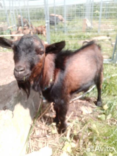Ч.п. камерунские козлята и козы под покрытие