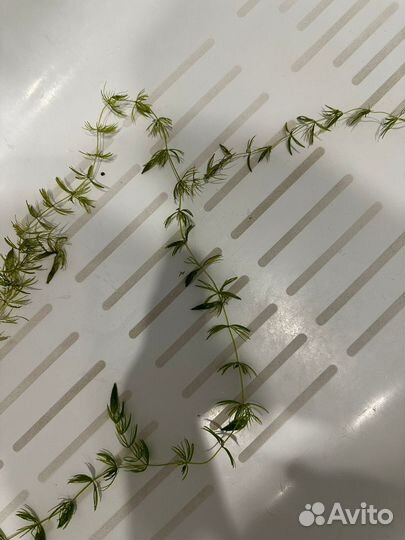 Растения для аквариума