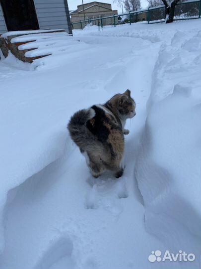 Рыжий котик