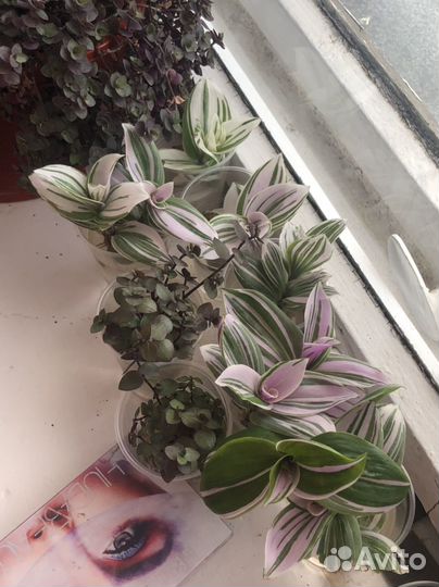 Традесканция нанук