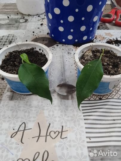 Фикус бенджамина