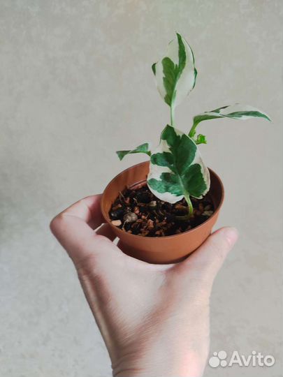 Эпипремнум Эн джой (n'joy)