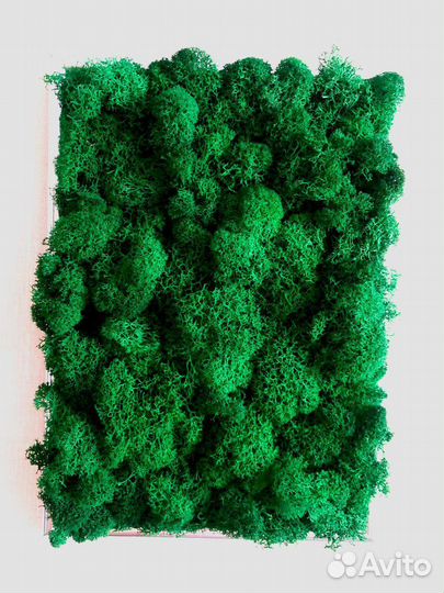 Панно из стабилизированного мха
