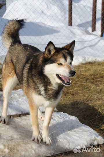 Метис лайки в дар
