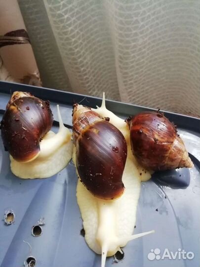 Улитки ахатины