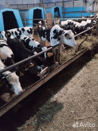 Телята на откорм